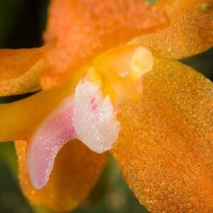 Purple orchid Ceratocentron fesselii with green leaves in bloom.