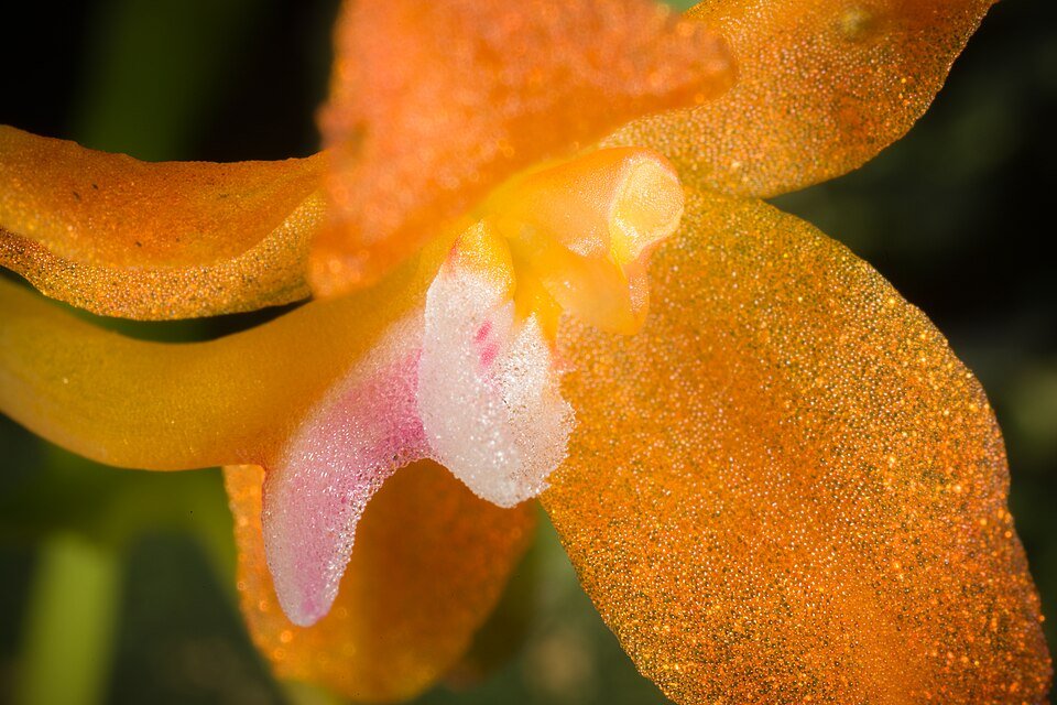 Purple orchid Ceratocentron fesselii with green leaves in bloom.