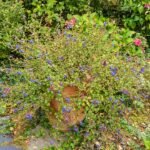 Ceratostigma plumbaginoides met blauwe bloemen en groen blad in zonlicht.
