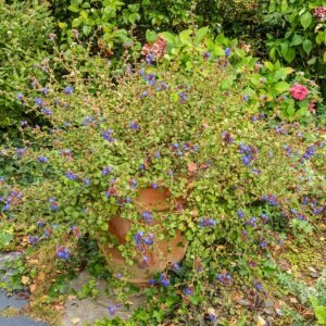Ceratostigma plumbaginoides met blauwe bloemen en groen blad in zonlicht.