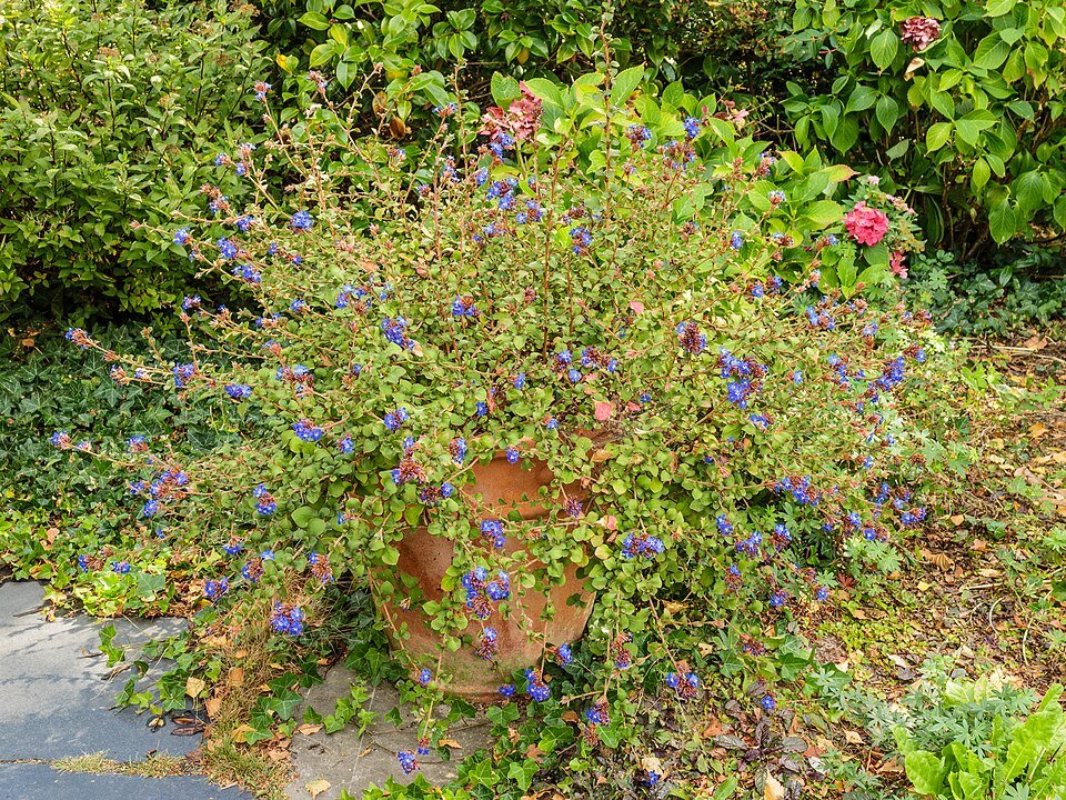 Ceratostigma plumbaginoides met blauwe bloemen en groen blad in zonlicht.