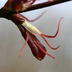 Vrouwelijke Cercidiphyllum magnificum boom met bloemen in close-up.