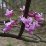 Oostelijke Judasboom bloeiende tak met roze bloemen op een boomtak.