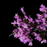 Bloeiende Cercis occidentalis struik met paarse bloemen en groene bladeren.