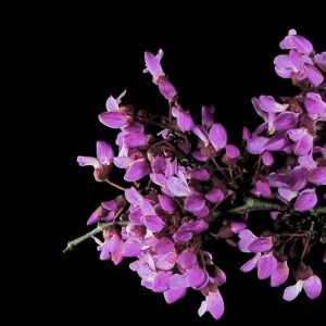 Bloeiende Cercis occidentalis struik met paarse bloemen en groene bladeren.