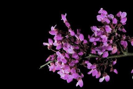 Bloeiende Cercis occidentalis struik met paarse bloemen en groene bladeren.