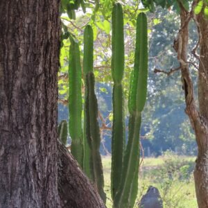 Bloeiende Cereus bicolor cactus met witte bloemen en groene stelen.