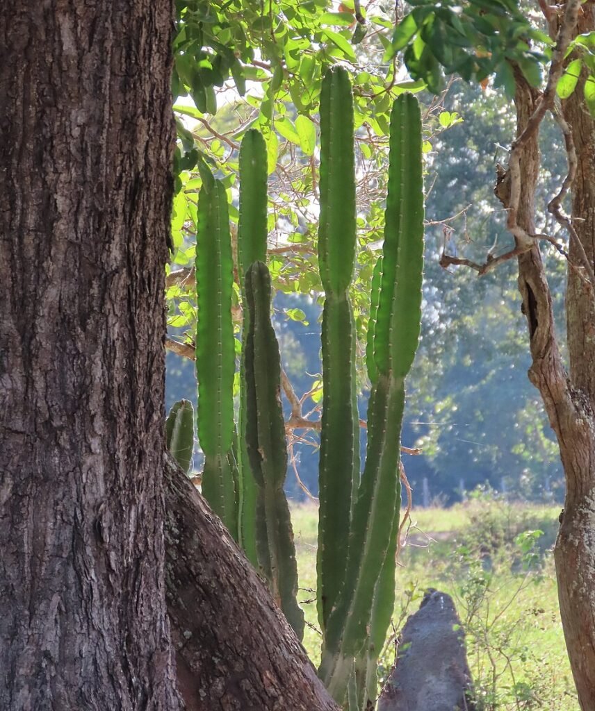 Bloeiende Cereus bicolor cactus met witte bloemen en groene stelen.