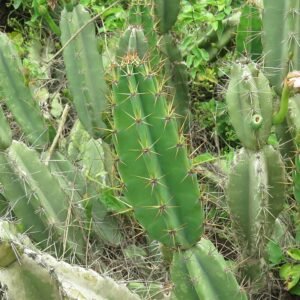 Cereus fernambucensis cactus met lange groene stelen en witte bloemen tegen een lichte achtergrond.