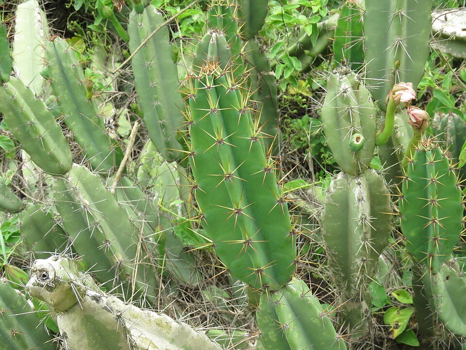 Cereus fernambucensis cactus met lange groene stelen en witte bloemen tegen een lichte achtergrond.
