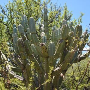 Cereus forbesii cactus met lange, slanke groene stelen en witte doornen.