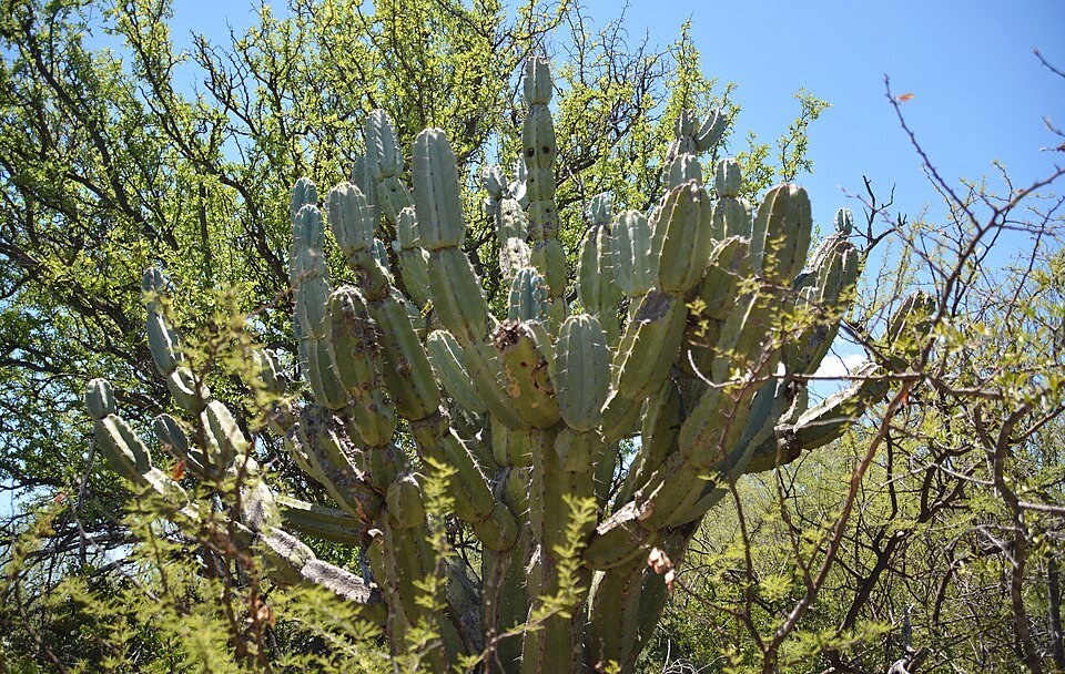Cereus forbesii cactus met lange, slanke groene stelen en witte doornen.