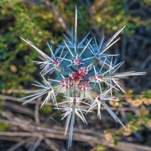 Cereus cactus potplant with striking pattern and vibrant green colors.