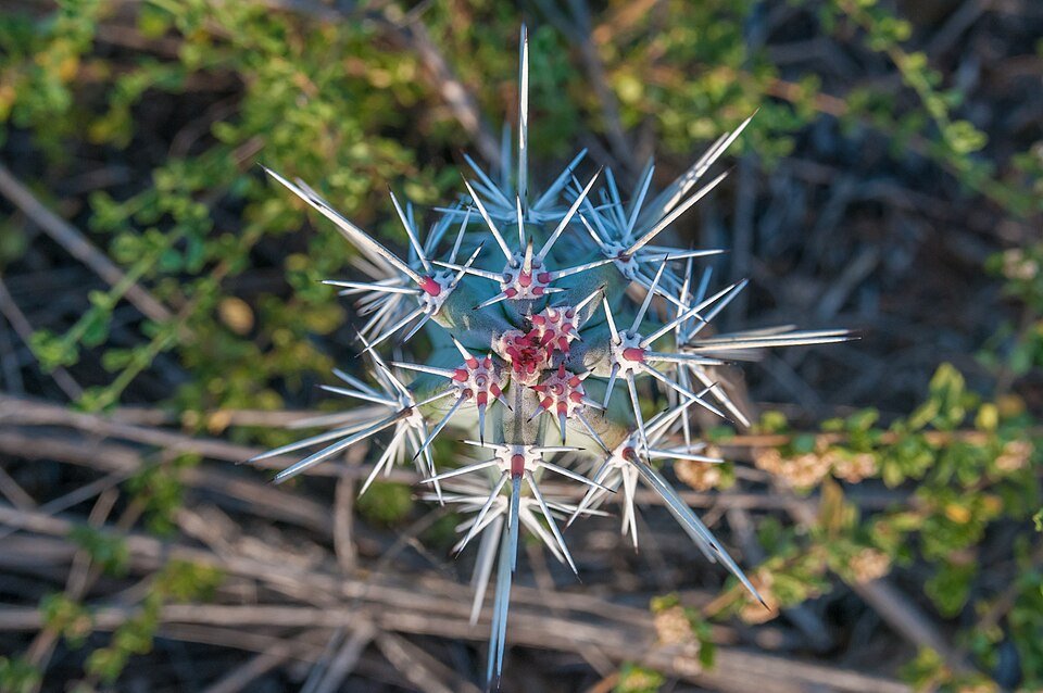 Cereus cactus potplant with striking pattern and vibrant green colors.