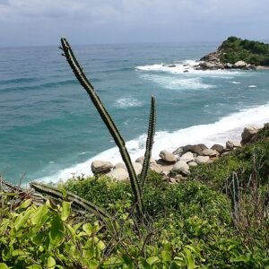 Rare Cereus horrispinus cactus with long white spines and bright green stems.