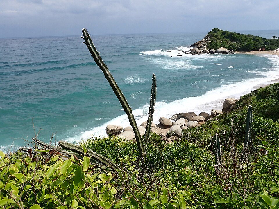 Rare Cereus horrispinus cactus with long white spines and bright green stems.
