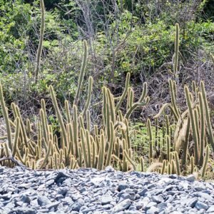 Cereus insularis cactus met lange groene stengels en witte bloemen.