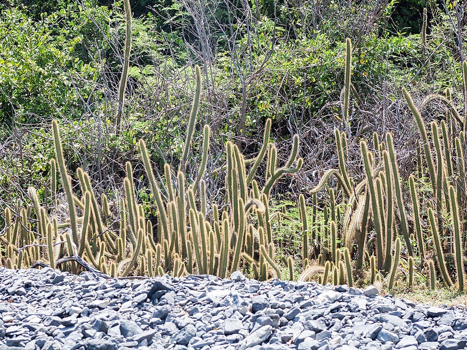 Cereus insularis cactus met lange groene stengels en witte bloemen.