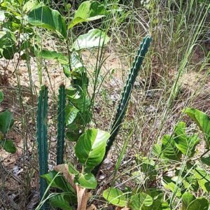 Cereus phatnospermus cactus met lange groene stelen en witte stekels in een pot.