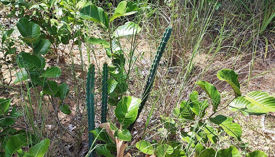 Cereus phatnospermus cactus met lange groene stelen en witte stekels in een pot.