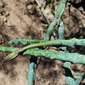 Majestueuze Cereus spegazzinii cactus met lange stengels en witte bloemen.