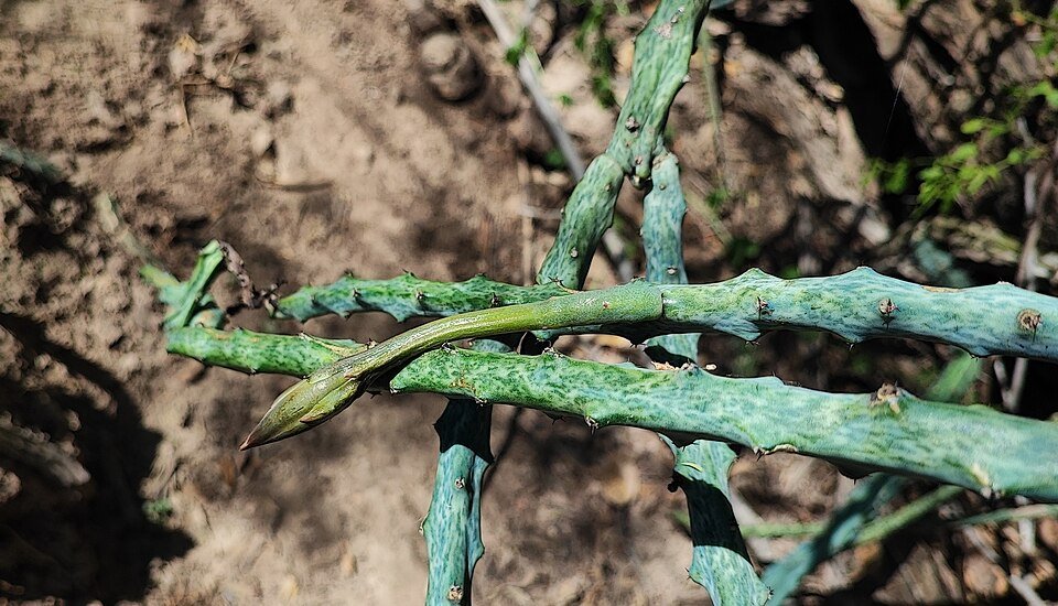 Majestueuze Cereus spegazzinii cactus met lange stengels en witte bloemen.