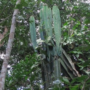Bloeiende Cereus trigonodendron cactus met witte bloemen in pot.
