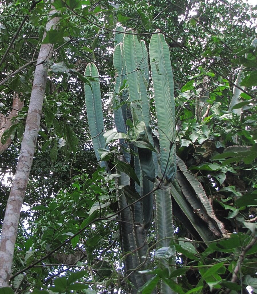 Bloeiende Cereus trigonodendron cactus met witte bloemen in pot.