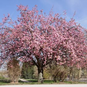 Bloeiende roze Prunus 'Kanzan' boom met groene bladeren.