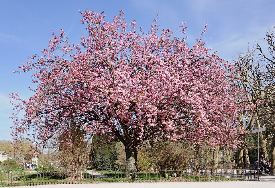 Bloeiende roze Prunus 'Kanzan' boom met groene bladeren.
