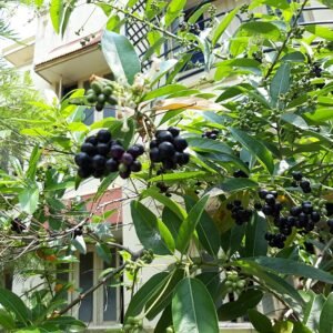 Witte bloemen van de Cestrum diurnum plant met groen blad.