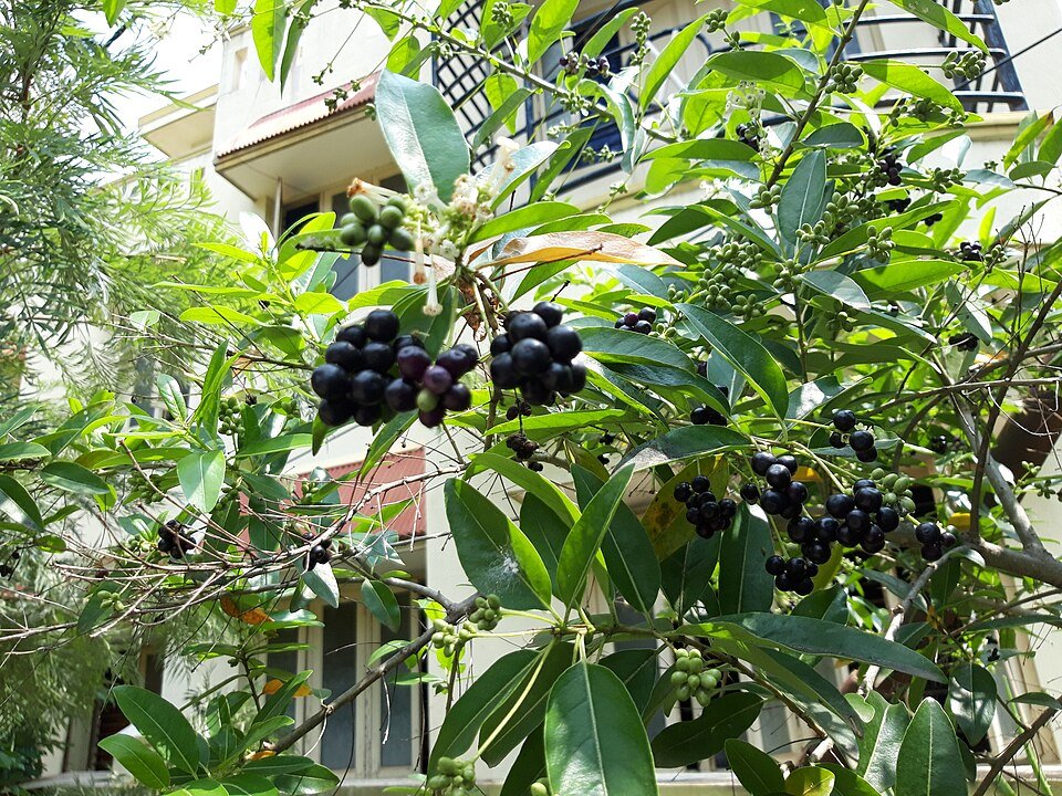 Witte bloemen van de Cestrum diurnum plant met groen blad.