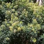 Cestrum parqui plant met lange groene bladeren en kleine witte bloemen in bloei.
