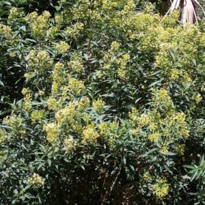 Cestrum parqui plant met lange groene bladeren en kleine witte bloemen in bloei.