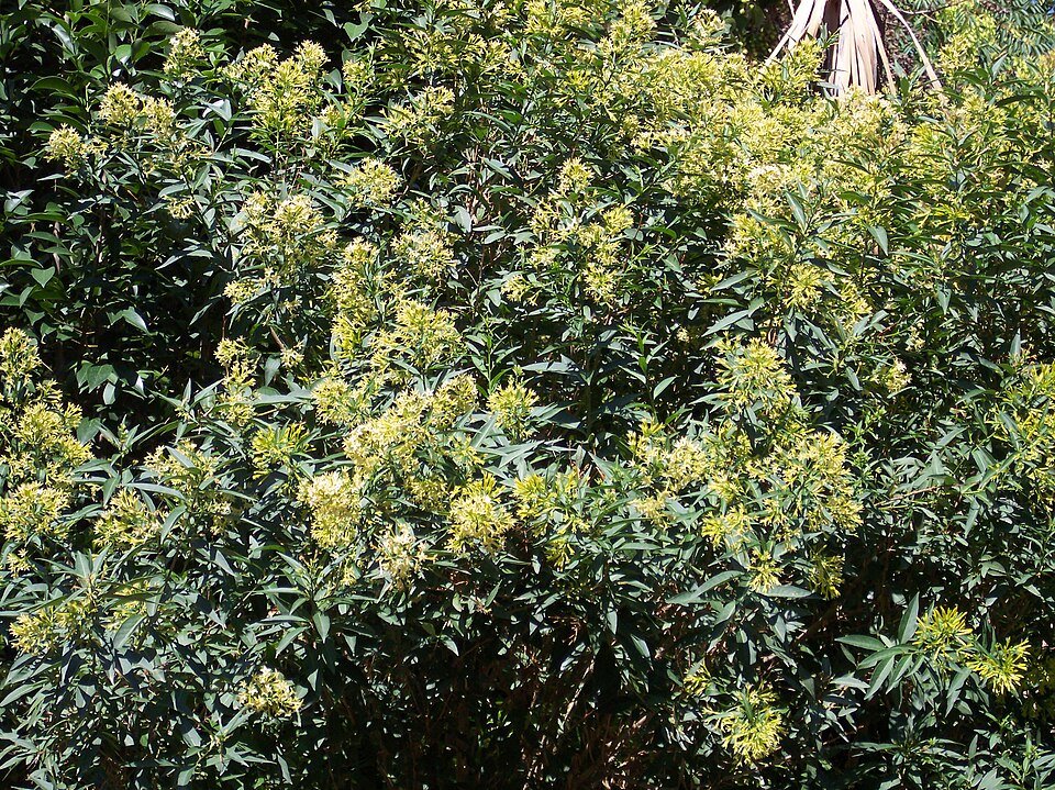 Cestrum parqui plant met lange groene bladeren en kleine witte bloemen in bloei.