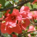 Chaenomeles bloeiende struik in april, roze bloemen en groene bladeren.