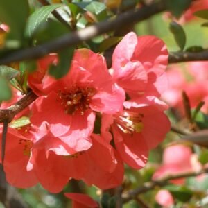 Chaenomeles bloeiende struik in april, roze bloemen en groene bladeren.