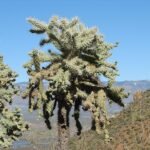 Stekelige cactus met kettingachtige vruchten - Cylindropuntia fulgida