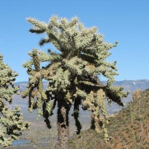 Stekelige cactus met kettingachtige vruchten - Cylindropuntia fulgida