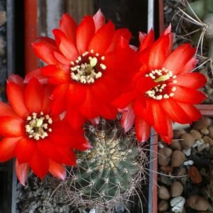 Chamaecereus saltensis cactus met heldergroene stengels en felroze bloemen.