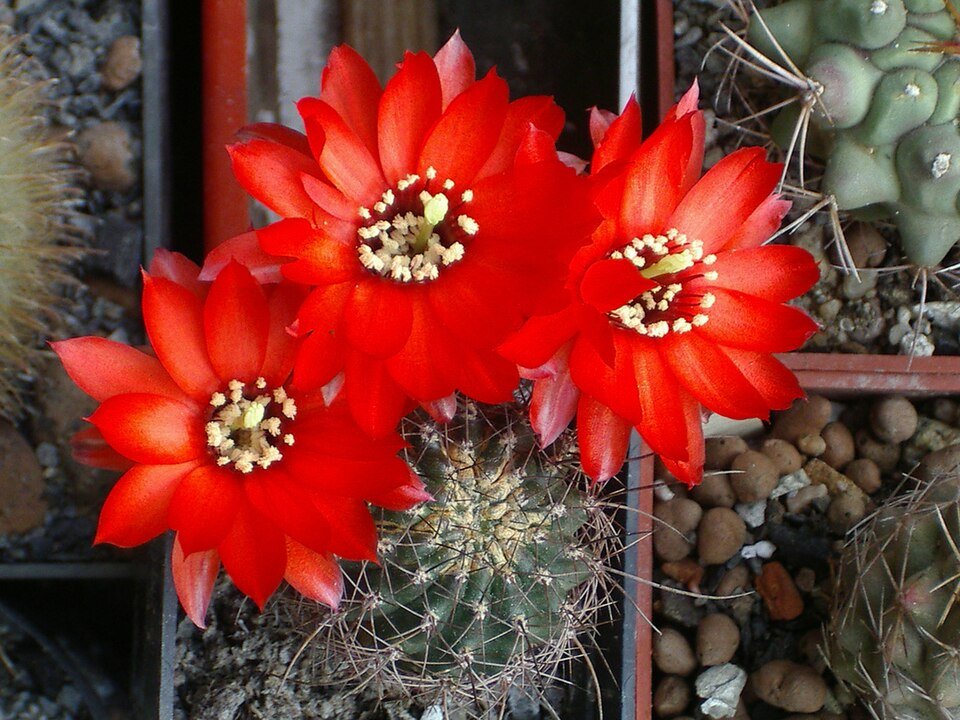 Chamaecereus saltensis cactus met heldergroene stengels en felroze bloemen.
