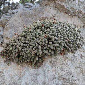 Groene cactusplant met gele bloemen en stekelige stelen.