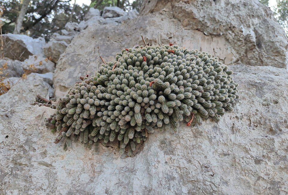 Groene cactusplant met gele bloemen en stekelige stelen.