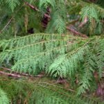 Californische cipres met blauwgroene naalden en kegelvormige kroon.