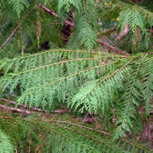 Californische cipres met blauwgroene naalden en kegelvormige kroon.