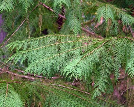 Californische cipres met blauwgroene naalden en kegelvormige kroon.