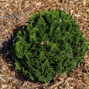 Chamaecyparis obtusa boom in Timaru Botanic Garden, Nieuw-Zeeland.