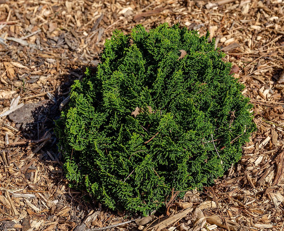 Chamaecyparis obtusa boom in Timaru Botanic Garden, Nieuw-Zeeland.
