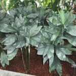 Kamerplant Chamaedorea metallica met glanzende bladeren en groene tinten.
