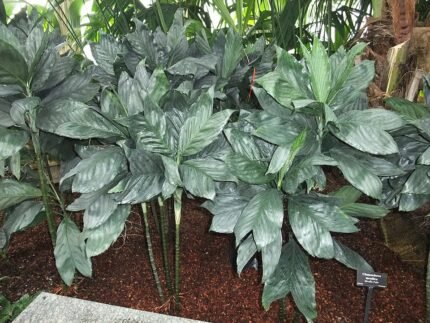 Kamerplant Chamaedorea metallica met glanzende bladeren en groene tinten.